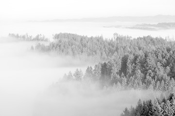 Wald im Nebelmeer vom Bantiger-Turm (bw) - 164395852
