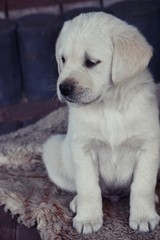 Labrador szczeniak © Piotr Ciździel