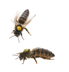 bee queens - mothers - apis mellifera