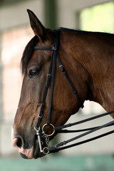 Young saddle horse under training canter in riding hall
