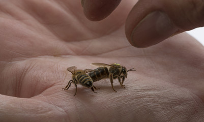 beekeeper hold a bee queen (mother) on hand