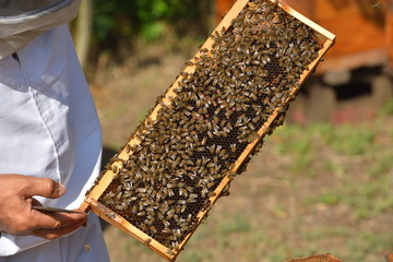 group of working bees on frame