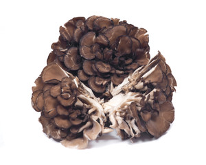 Organic maitake immune enhancing medicinal mushroom, hen of the wood isolated on white background