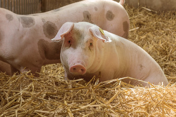 A snoopy piglet in a pigsty floor covered with straw.