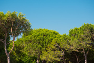 Pinienwald und blauer Himmel