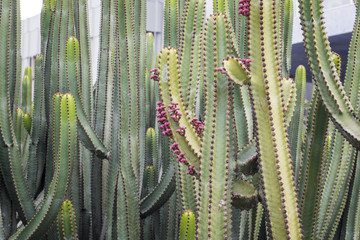 Thorns and flowers on cactus plant.