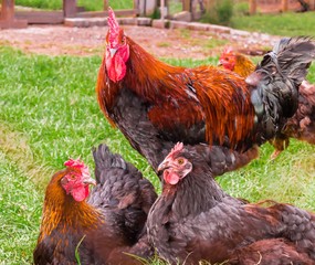 A colorful cock with hens in the open air in Germany.