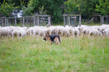 Schäferhund mit Schafherde in der Lohe