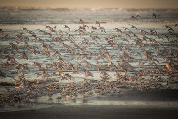 shore birds