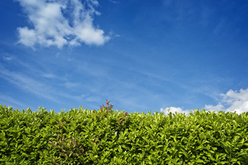 Green hedge against blue sky