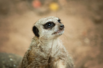 Meerkat - Suricata suricatta on stone guards his territory.