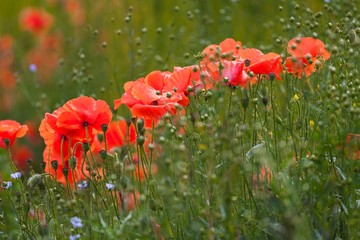 Poppies and flaxseed at Etretat, a commune in the Seine-Maritime department in the Normandy region of north western France
