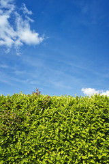 Green hedge against blue sky