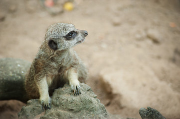Meerkat - Suricata suricatta on stone guards his territory.