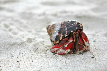 hermit crab