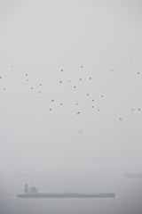 A flock of black storks (Ciconia nigra) migrates over tankers crossing the Straits of Gibraltar in heavy fog
