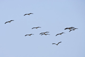 A flock of black storks (Ciconia nigra) migrates over the Straits of Gibraltar