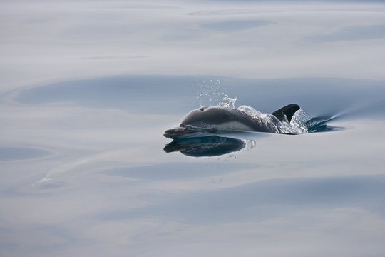 Common Dolphin (Delphinus delphis) breaks the surface on a calm day at the Gibraltar Straits