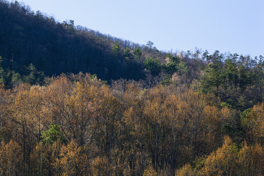 Early Spring Foliage, Wears Valley, TN