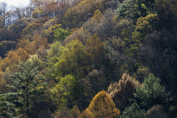 Fototapeta premium Early Spring Foliage, Wears Valley, TN