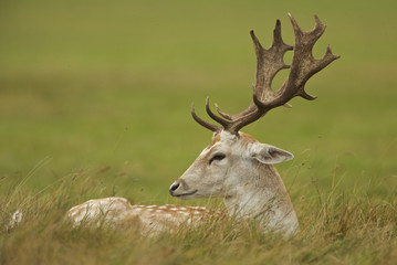 Naklejka na ściany i meble Fallow Deer (Cervus dama). England.