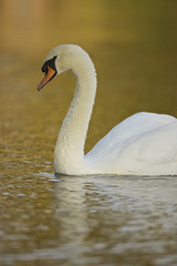 Mute Swan (Cygnus olor)