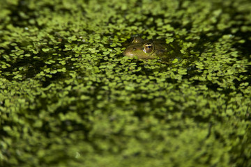 Common frog (Rana temporaria) in duckweed. England