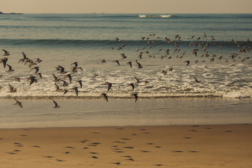 Birds fly over the sea. Sand beach. Dance of birds on the beach. Seagulls over the waves. Indian Ocean. Landscape with birds and shadows. Morning in the ocean with flying birds over the water.