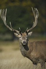 European Red Deer (Cervus elaphus) stag. Autumn, England