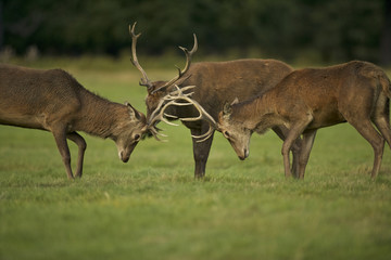 European Red Deer (Cervus elaphus). Autumn, England. Young stags play-fighting