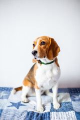 Beagle dog on white background at home sits on bed. 