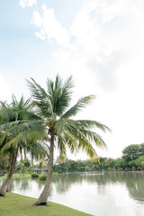 Obraz premium Coconut palm trees in public park- natural landscape