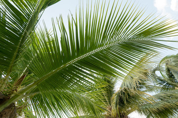 Fototapeta premium coconut leaves on sky background