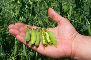 Verification of the harvest of green peas.