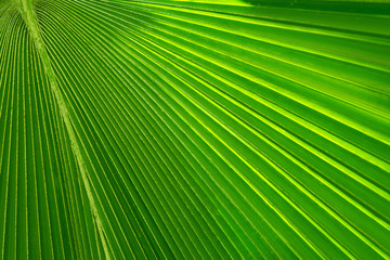 Fototapeta premium Texture of Green palm Leaf