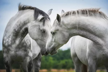 Crédence de cuisine en verre imprimé Chevaux Deux beaux chevaux blancs