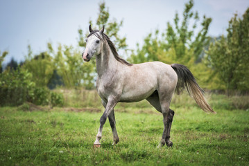 Naklejka na ściany i meble Arabian horse on the pasture in summer