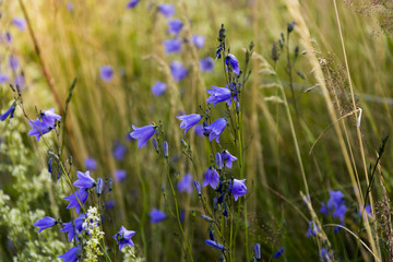 A lot of bellflowers in the grass on the meadow.