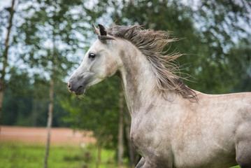 Portrait of beautiful running arabian horse