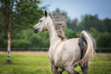 Portrait of beautiful white running arabian horse