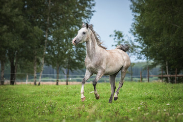Obraz na płótnie Canvas Arabian horse running on the pasture