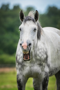 Funny horse yawning