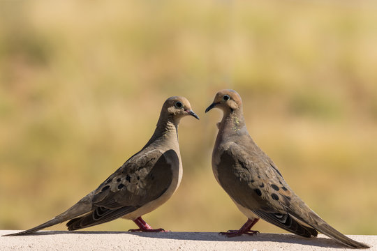 Mourning Doves