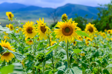 Amazing rural scene with golden sunflowers, Armenia