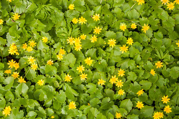 A flat view at the group of bright Ficaria verna yellow flowers