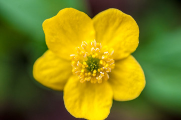 A background with super macro closeup of a Anemone ranunculoides with five petals