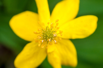 A background with a closeup of a Anemone ranunculoides with blurred petals on the green backdrop