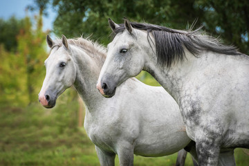 Fototapeta premium Two white horses