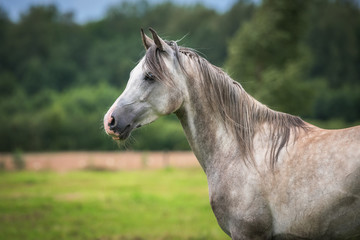 Portrait of beautiful white arabian horse