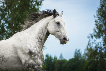 Fototapeta na wymiar Portrait of white running horse